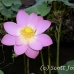 flower_pad_lily_kom_ubud_h_0066_bal4433.jpg